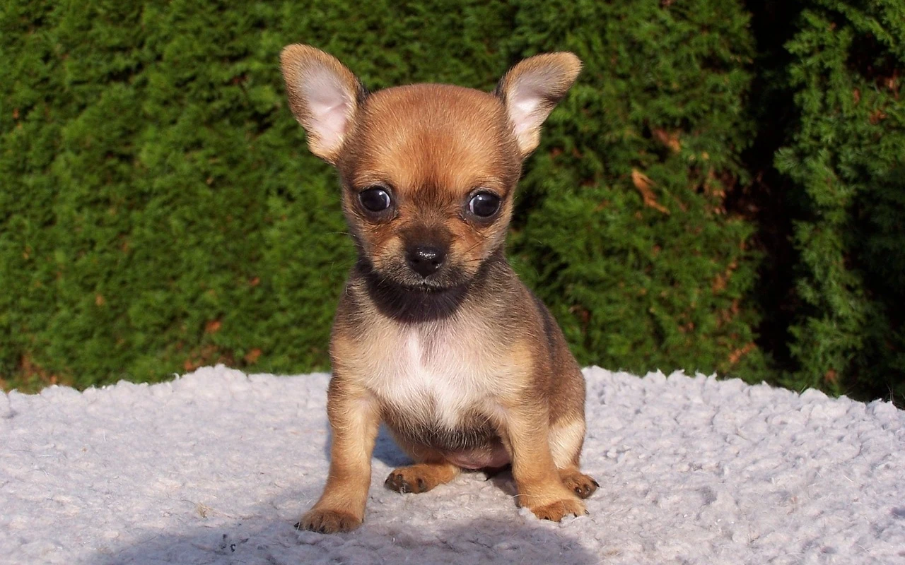 Cachorro de perro en adopción