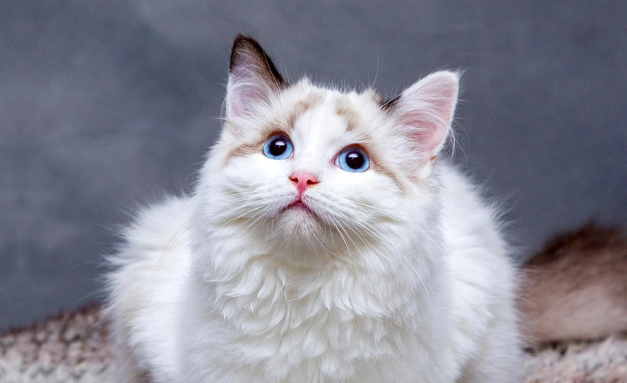 Dónde adoptar gatos en Fuenlabrada