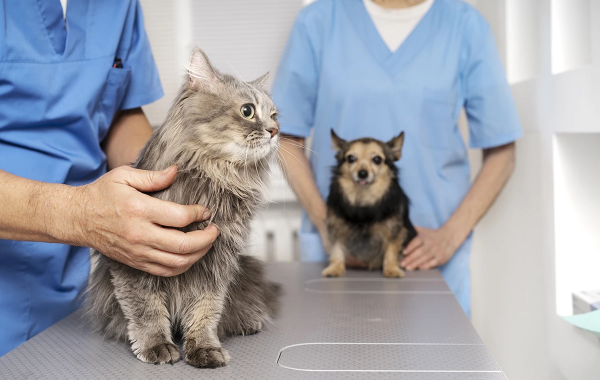 Perro y gato en un veterinario de Fuenlabrada